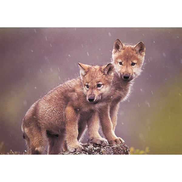 Gray Wolf Pups Boxed Holiday Cards