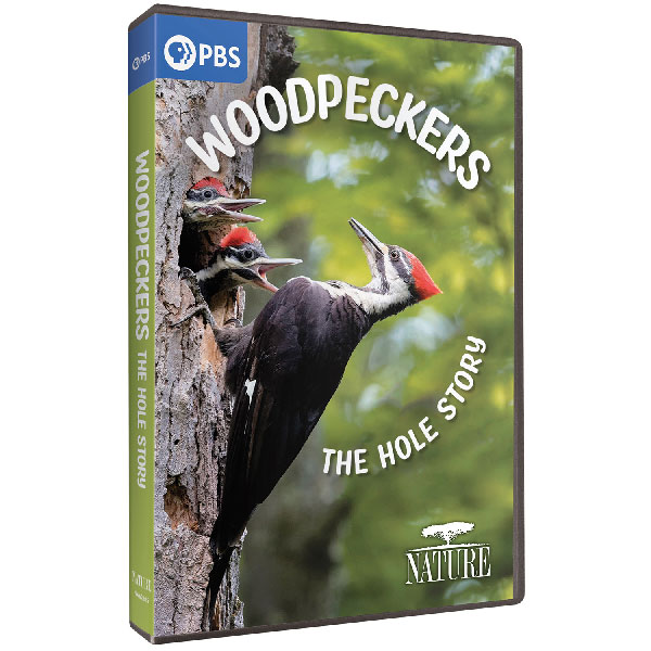Product image for NATURE: Woodpeckers - The Hole Story DVD