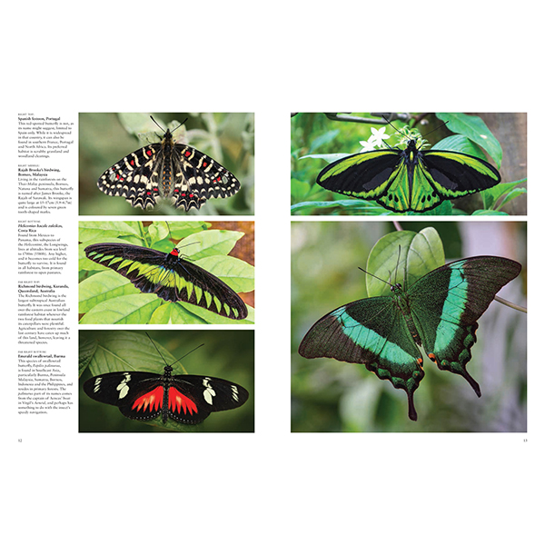 Product image for Butterflies: Beautiful Flying Insects