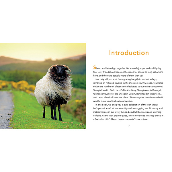 Sheep of Ireland (Hardcover)