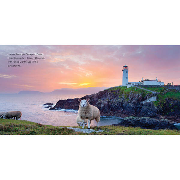 Sheep of Ireland (Hardcover)