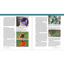Alternate Image 2 for The Hummingbird Handbook