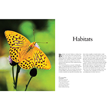 Alternate Image 1 for Butterflies: Beautiful Flying Insects