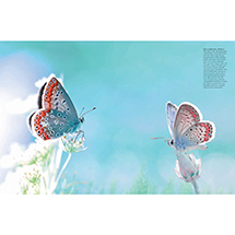 Alternate image for Butterflies: Beautiful Flying Insects