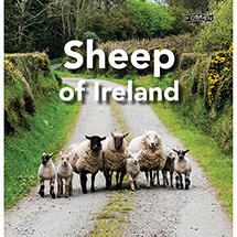 Alternate image Sheep of Ireland (Hardcover)