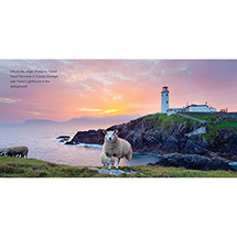Alternate image Sheep of Ireland (Hardcover)